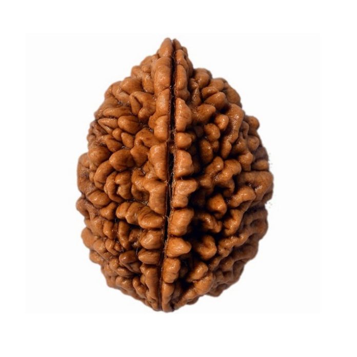 Ek Mukhi Rudraksha Sahakara Nagar